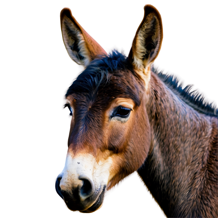 Baby Mule Picture Png 06292024