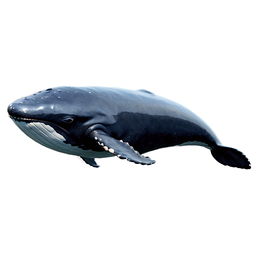 Baby Whale Cute Png Umu