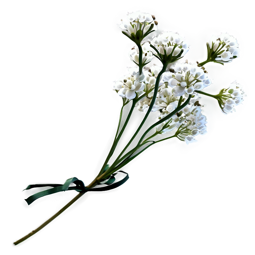 Babys Breath C