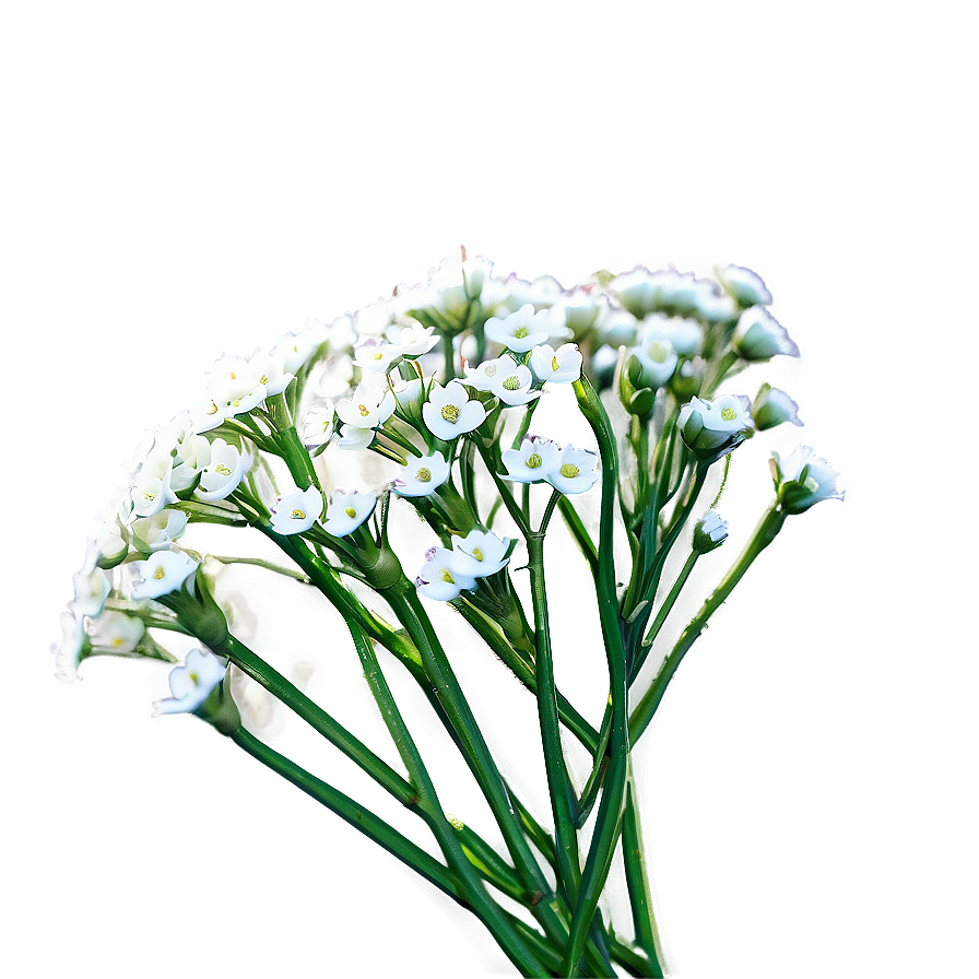 Babys Breath Greeting Card Art Png Now38