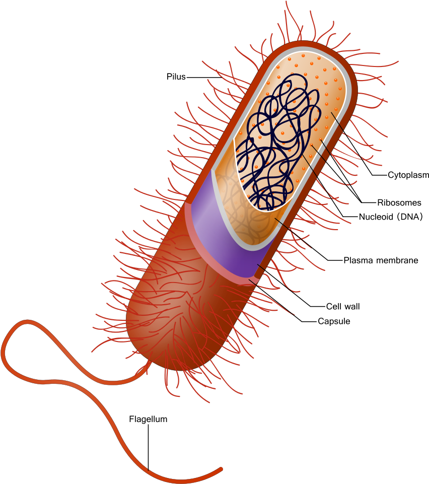 Capsule Bacteria, HD Png Download