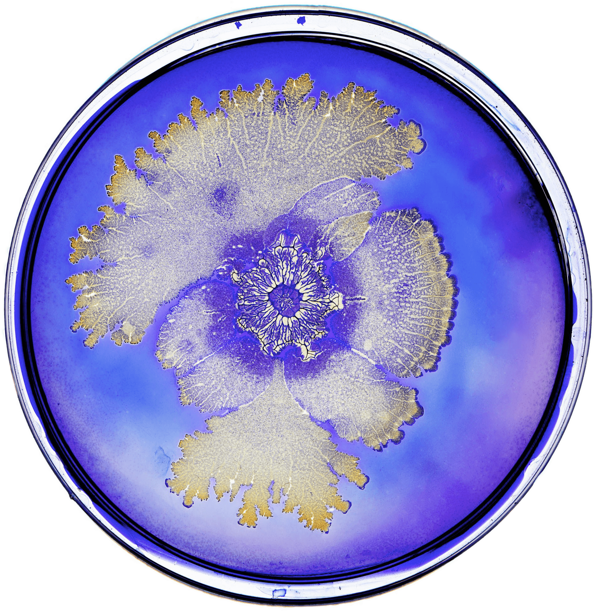Bacteria In Petri Dish - Tal Danino, HD Png Download PNG with transparent background