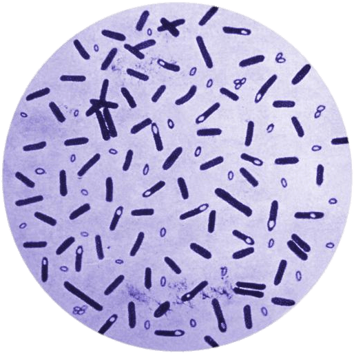 Bacterial Sample Microscopic View