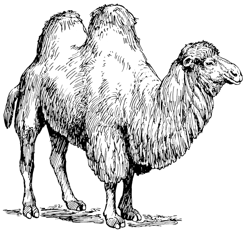 Bactrian Camel Illustration