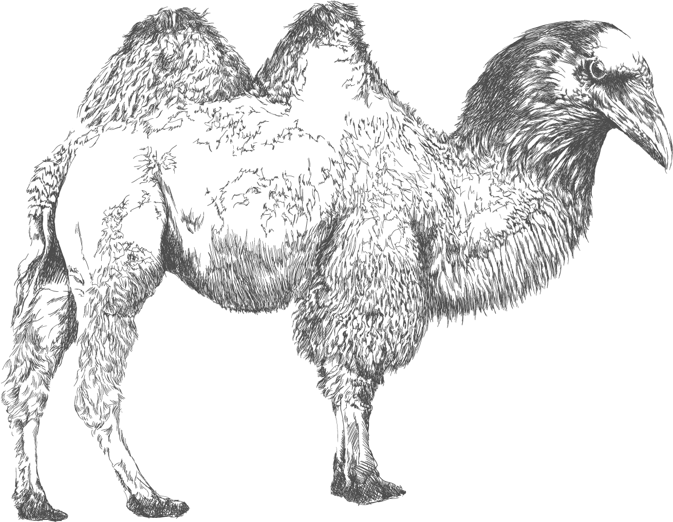 Bactrian Camel , Png Download - Sketch, Transparent Png PNG with transparent background