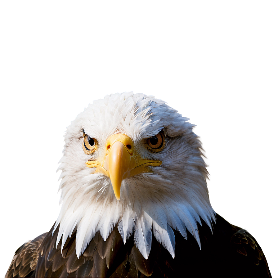 Bald Eagle American Symbol PNG 05212024 PNG with transparent background