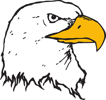 Bald Eagle Head Illustration