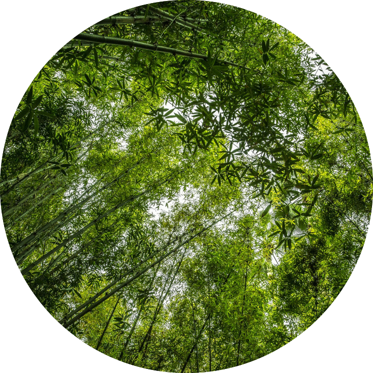 Transparent Bamboo Forest Png - Bamboo, Png Download PNG with transparent background