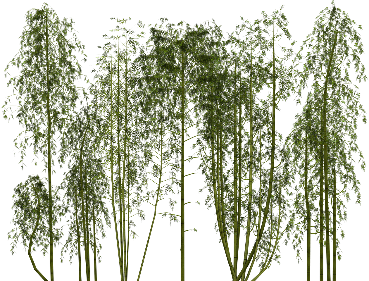 Transparent Bamboo Plant Png, Png Download PNG with transparent background