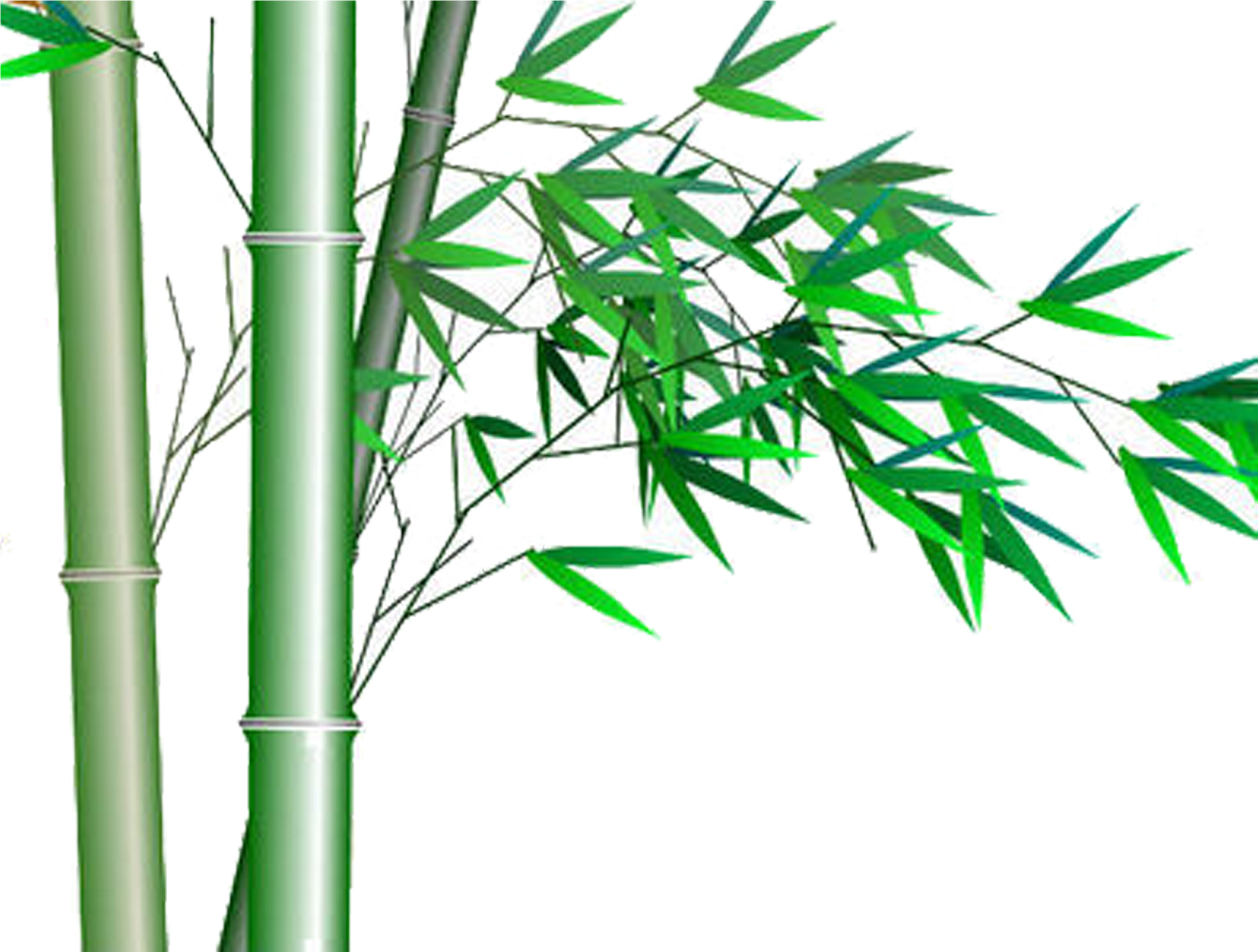 Bamboo Stalksand Leaves Graphic