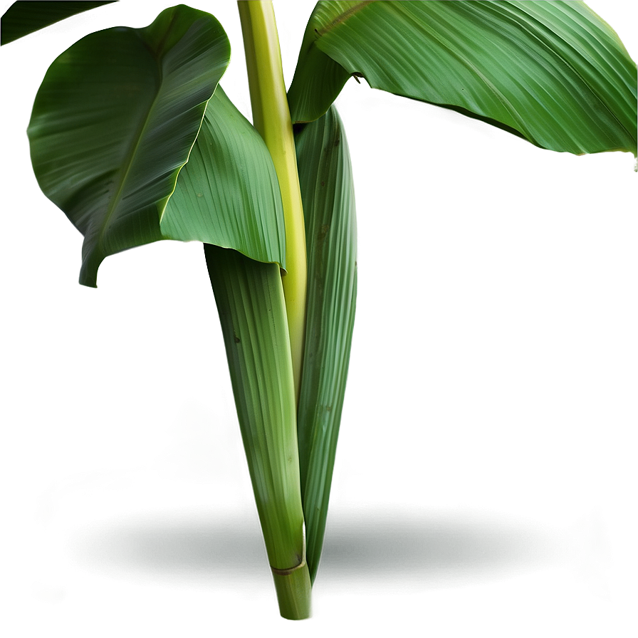 Banana Leaf Background Png Kuf99