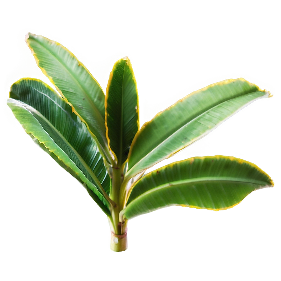 Banana Leaf Beauty Png 30