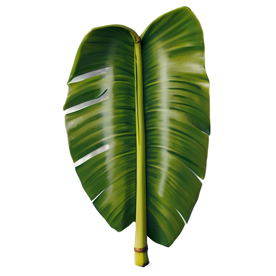 Banana Leaf Botanical Png 06232024