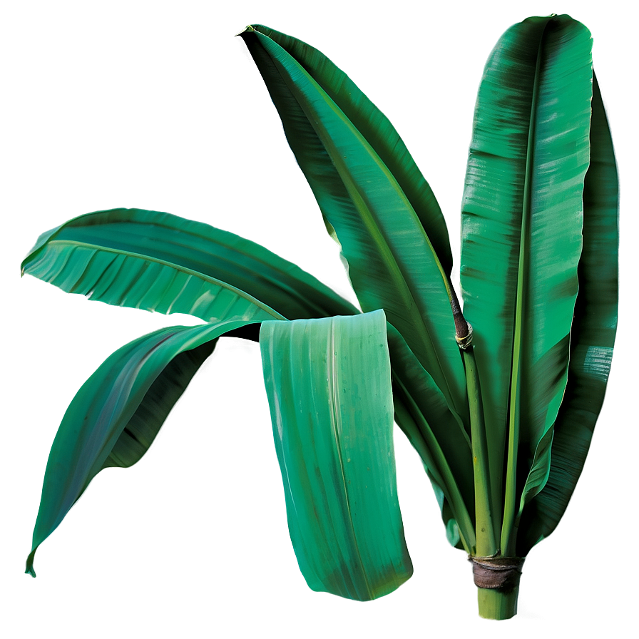 Banana Leaf Botanical Png 06232024