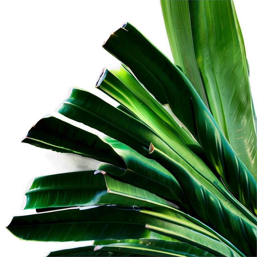 Banana Leaf Clipart Png 06232024