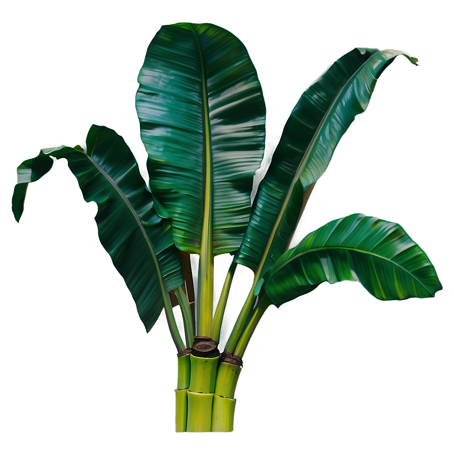 Banana Leaf Eco Png Ysa54