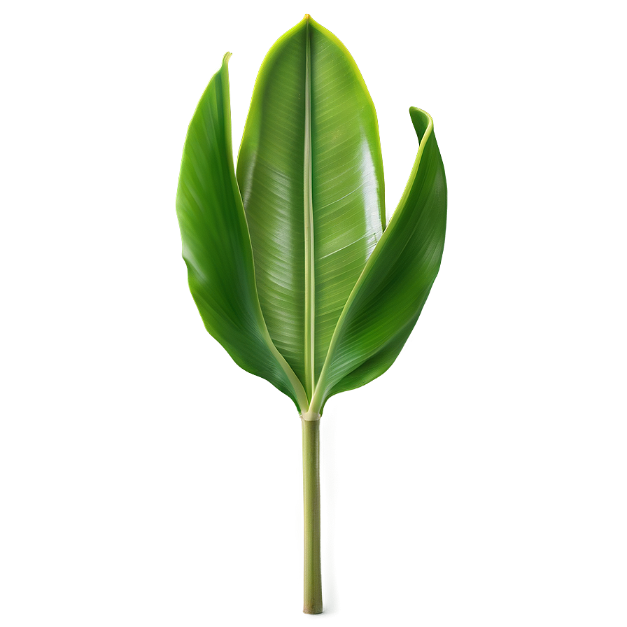 Banana Leaf Element Png Kno