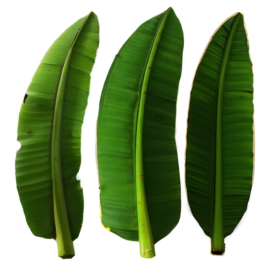 Banana Leaf Flat Png Xtk