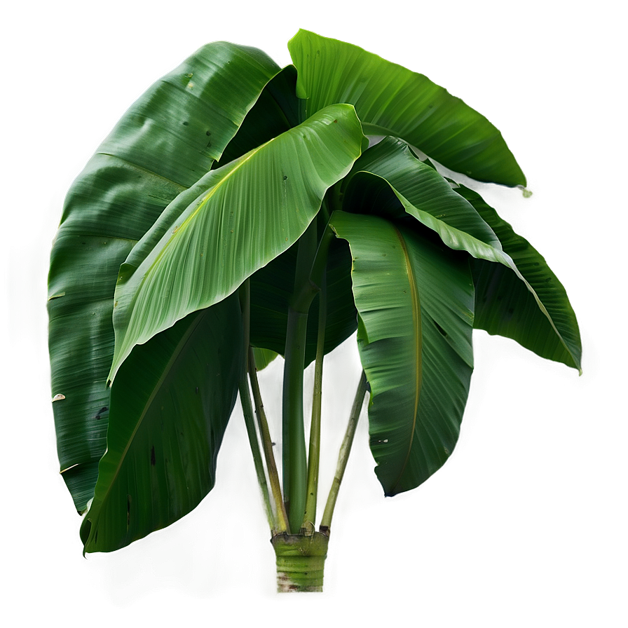 Banana Leaf Freshness Png Kdf