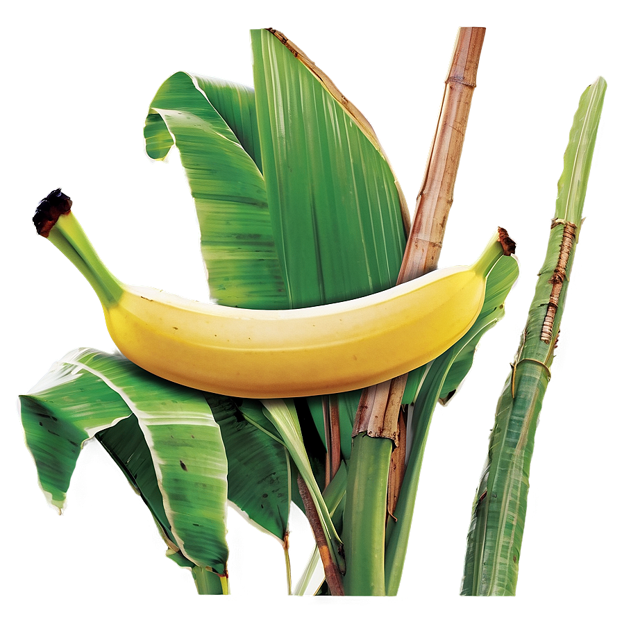 Banana Leaf Graphic Png 06232024