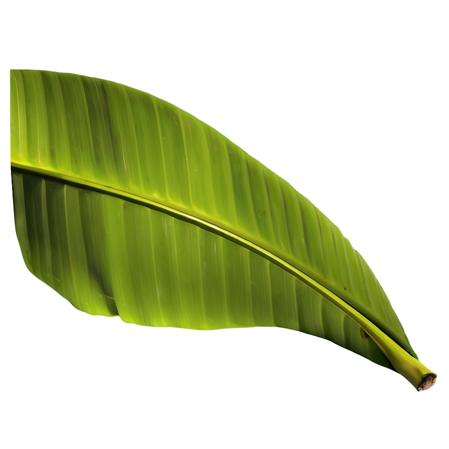 Banana Leaf Graphic Png 06232024