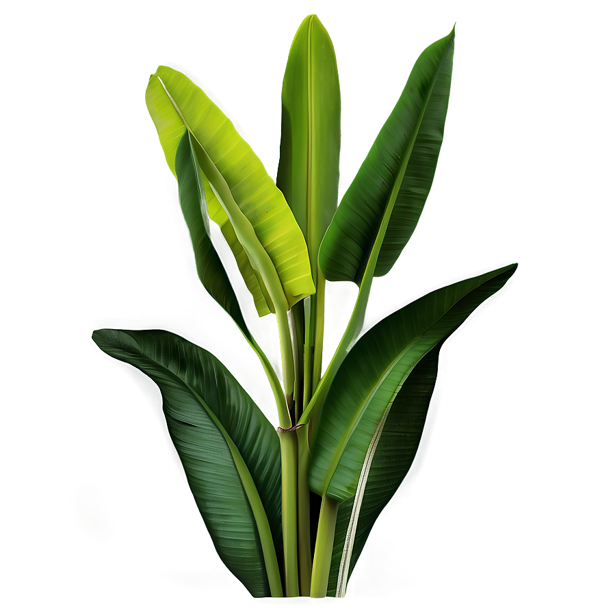 Banana Leaf Graphic Png Tcy