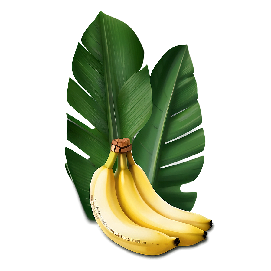 Banana Leaf Illustration Png Kun58