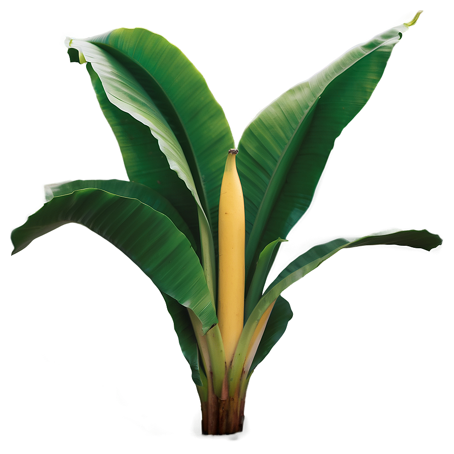 Banana Leaf In Nature Png Gxy