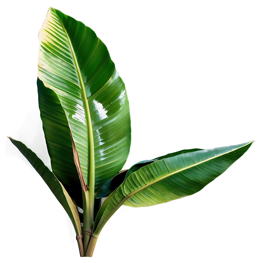 Banana Leaf In Nature Png Njv89