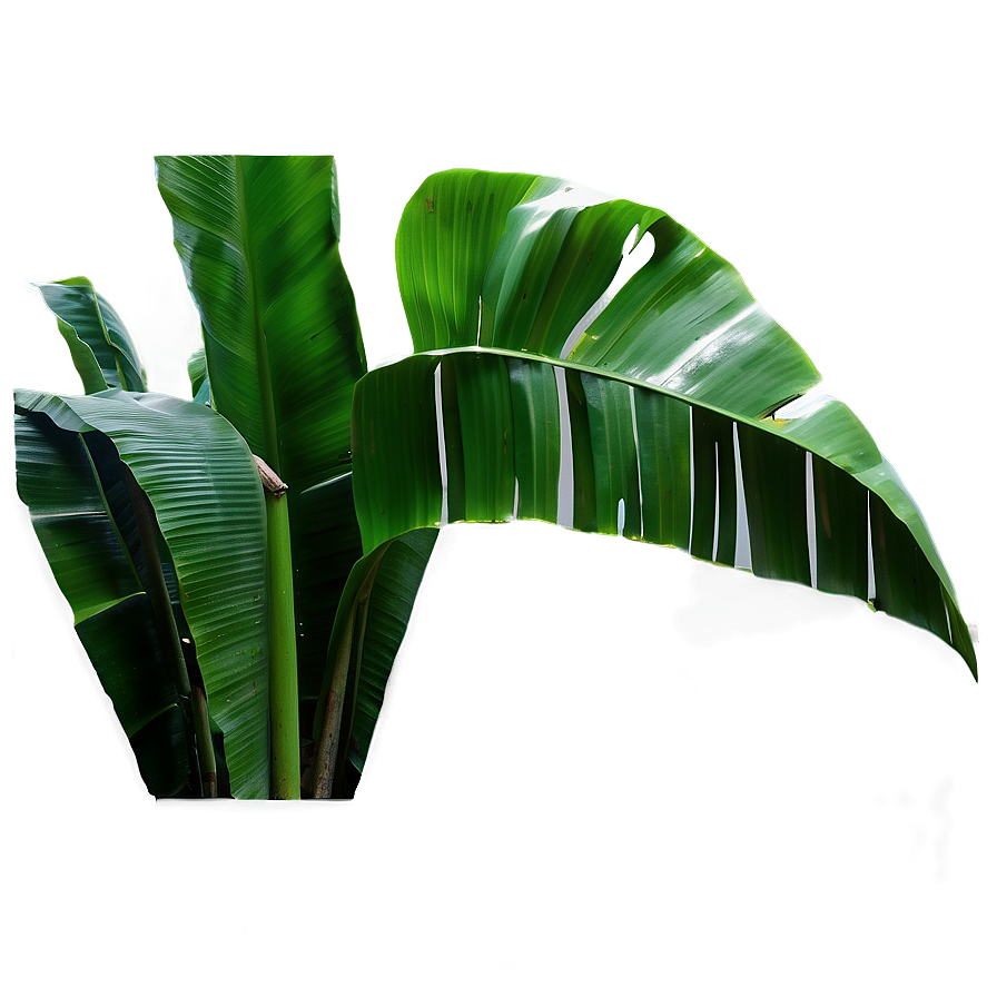 Banana Leaf Jungle Png Bxf4