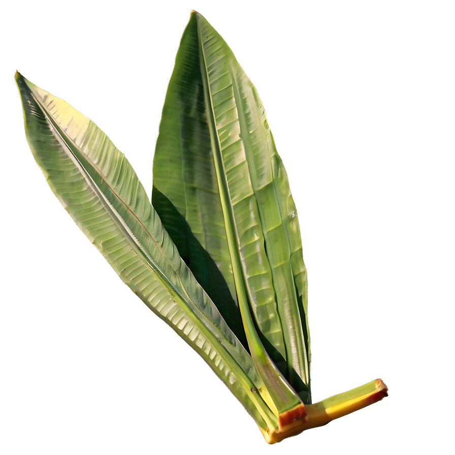 Banana Leaf Natural Png 54