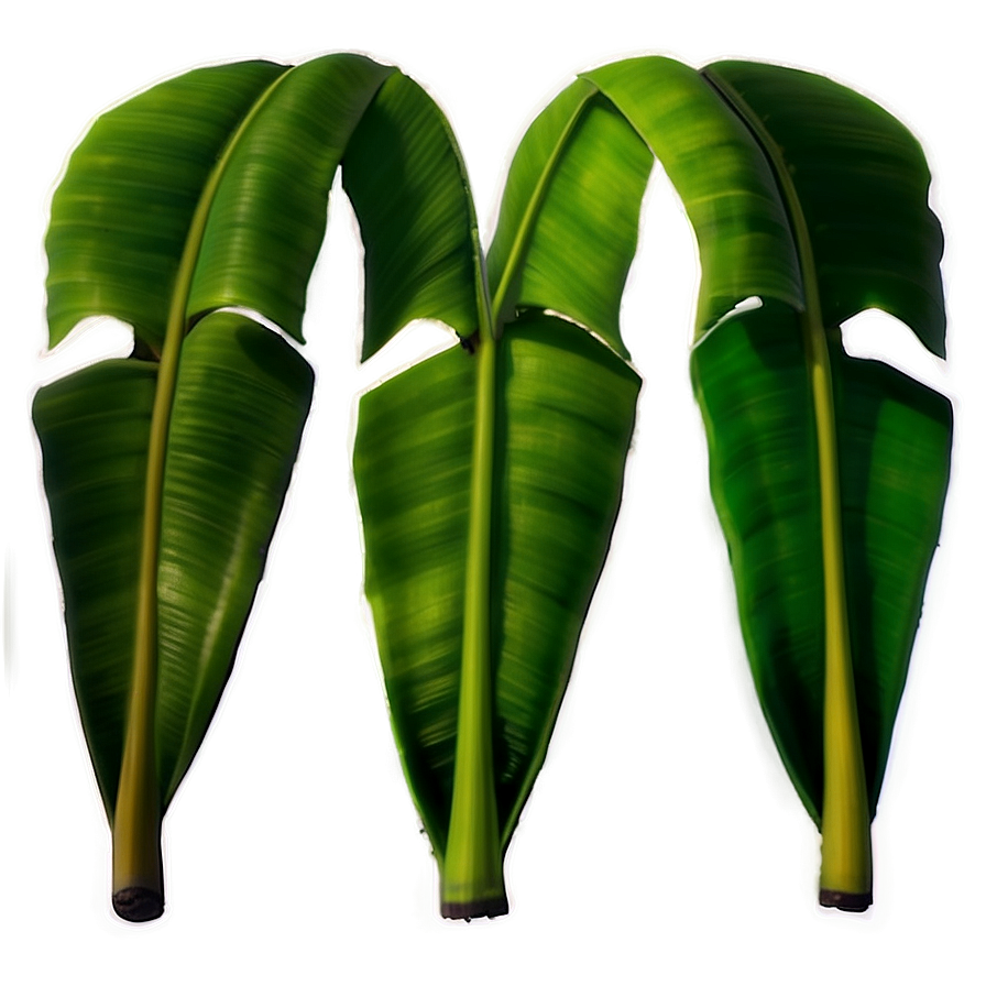 Banana Leaf Pattern Png 7