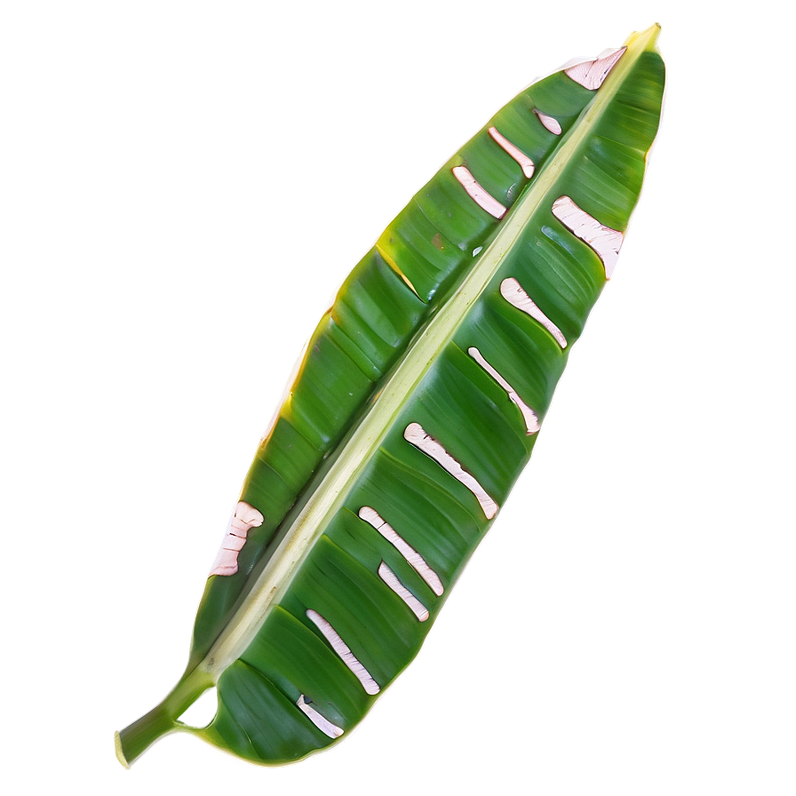 Banana Leaf Silhouette Png 06232024