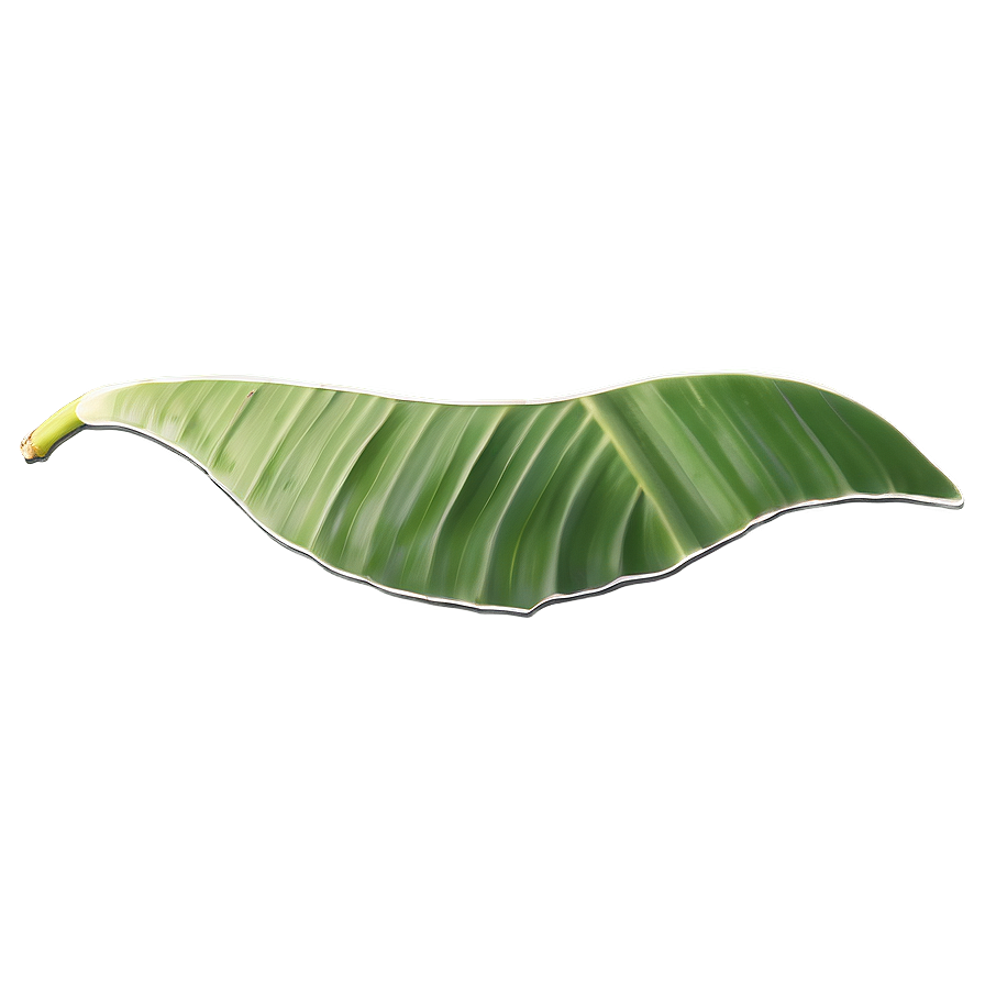 Banana Leaf Simplicity Png 06232024