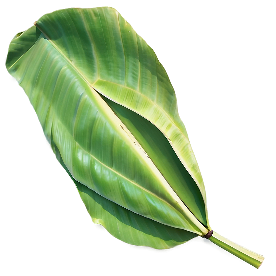 Banana Leaf Summer Png 06232024