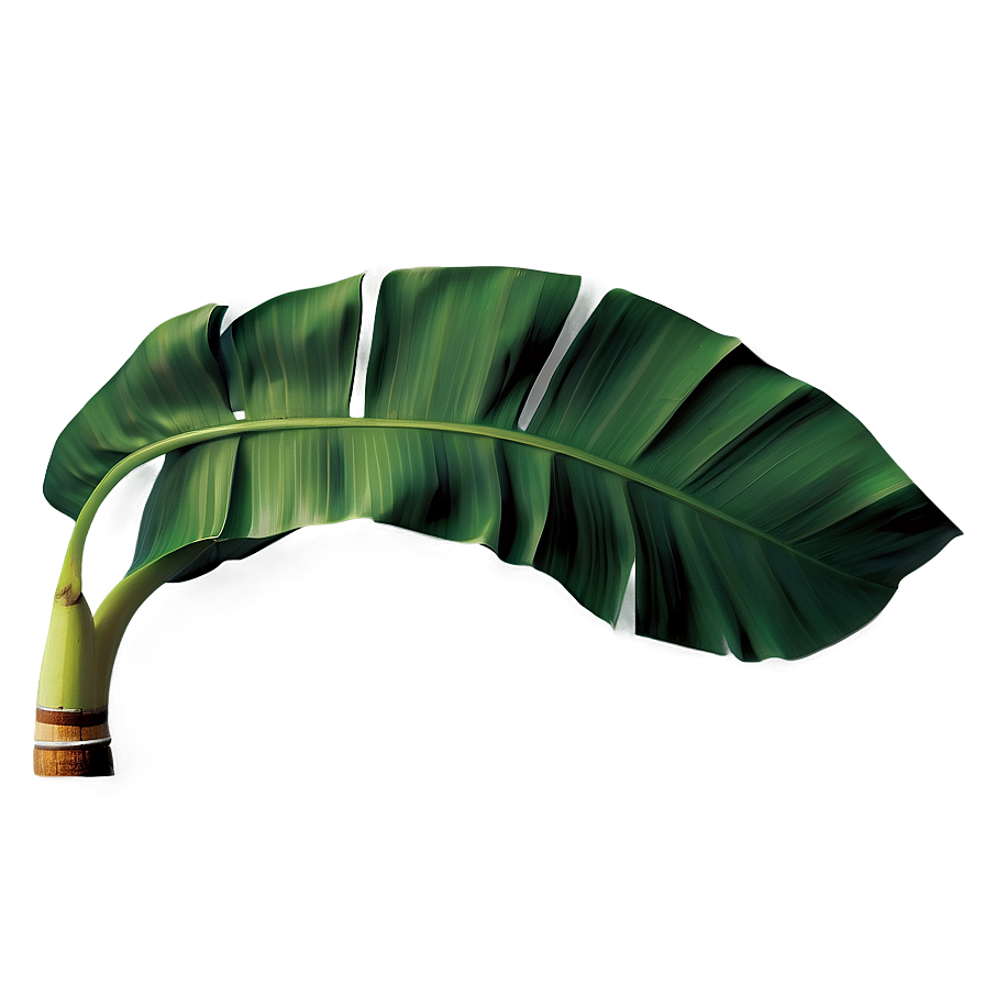 Banana Leaf Wallpaper Png 51