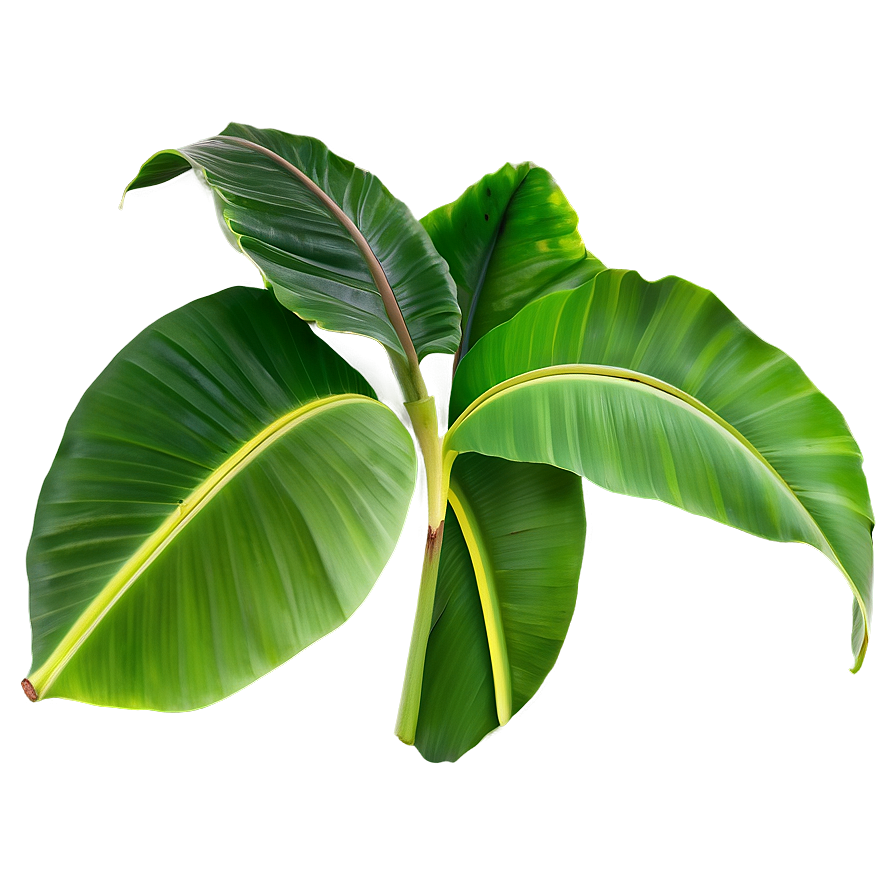 Banana Leaves PNG 82 PNG with transparent background