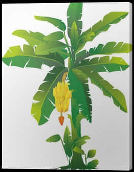 Banana Plant Artistic Representation