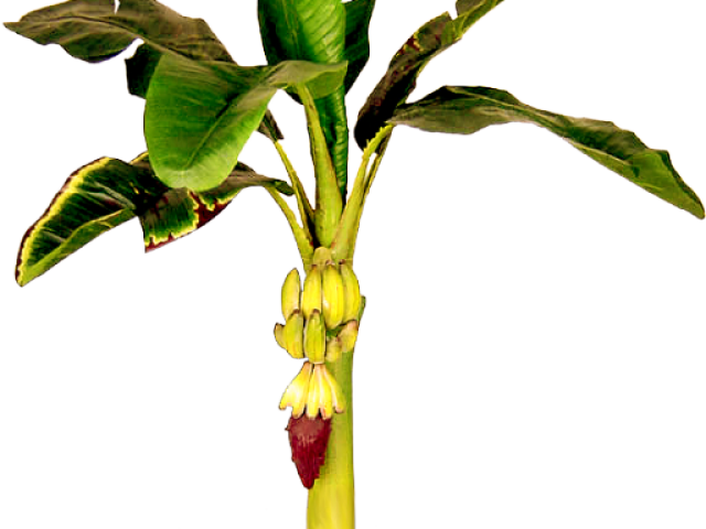 Banana Treewith Unripe Fruitand Flower