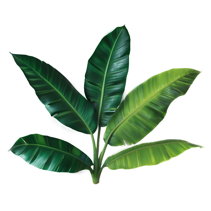 Banana Tropical Leaf Png 06122024