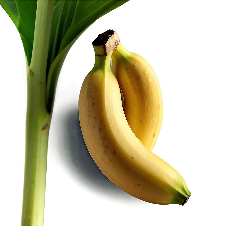 Banana With Leaf Png Dgx62