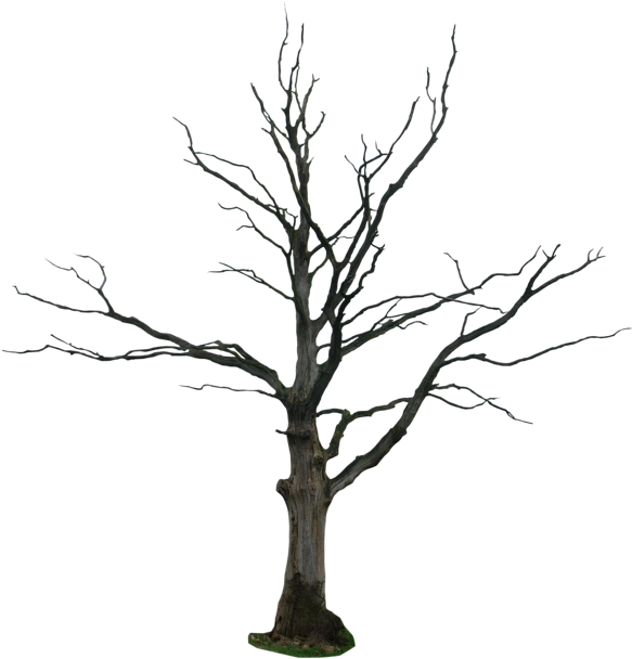 Dead Tree Png, Transparent Png PNG with transparent background