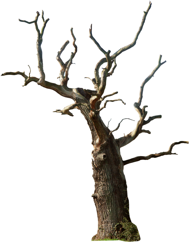 Old Tree Png Photo - Dead Tree Png, Transparent Png PNG with transparent background
