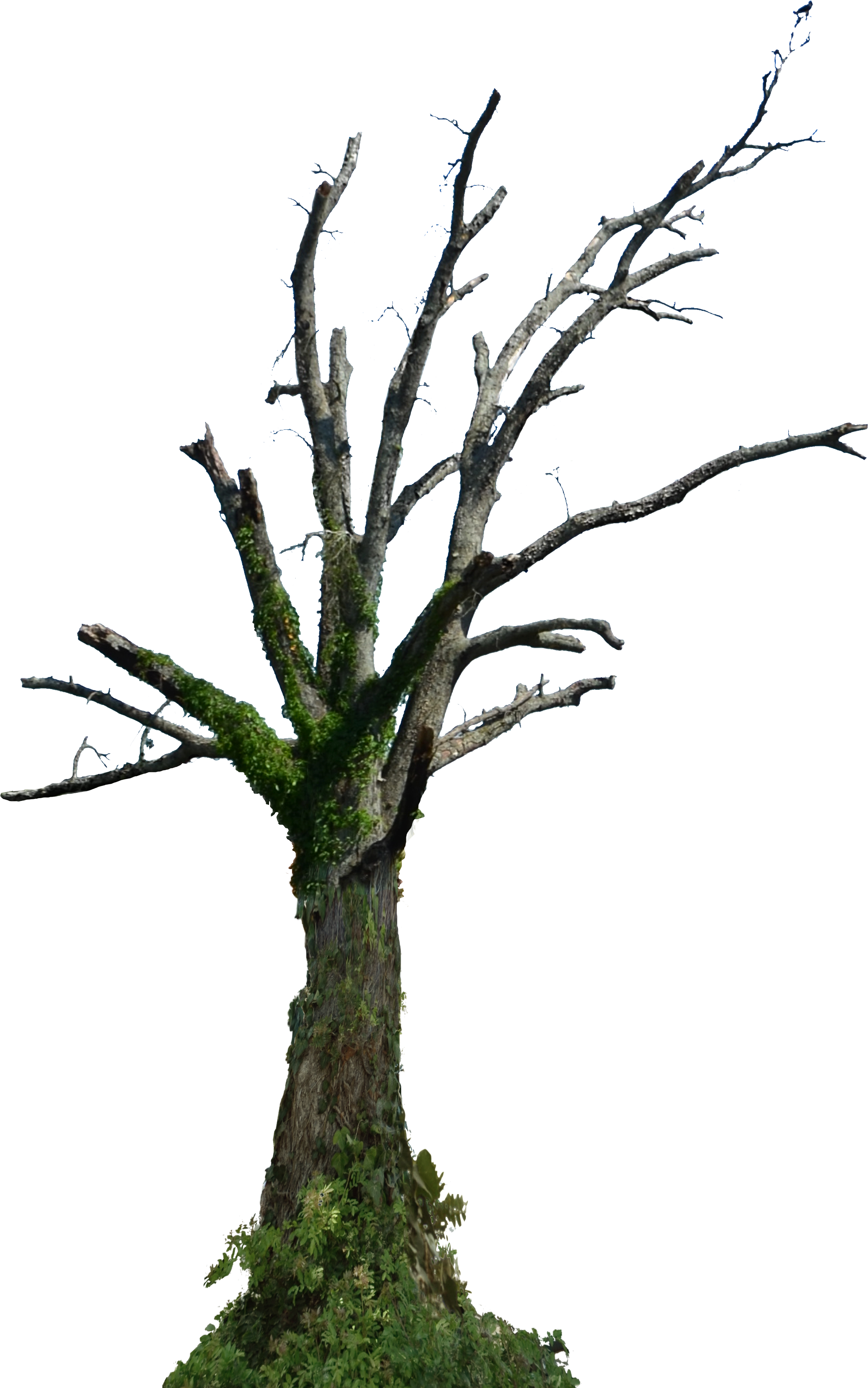 Dead Tree Png Hd , Png Download - Dead Tree Png Hd, Transparent Png PNG with transparent background