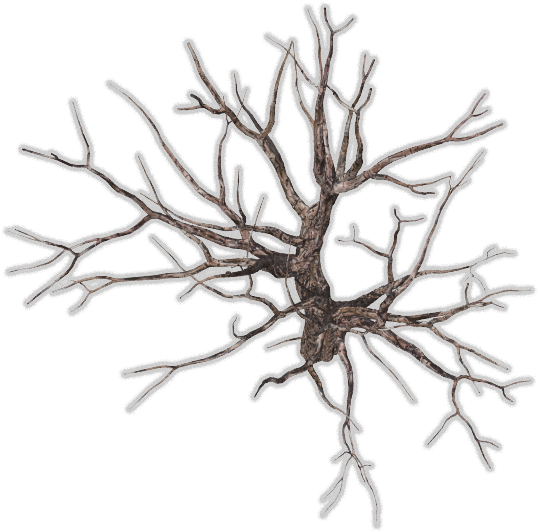 Dead Tree Top View, HD Png Download PNG with transparent background