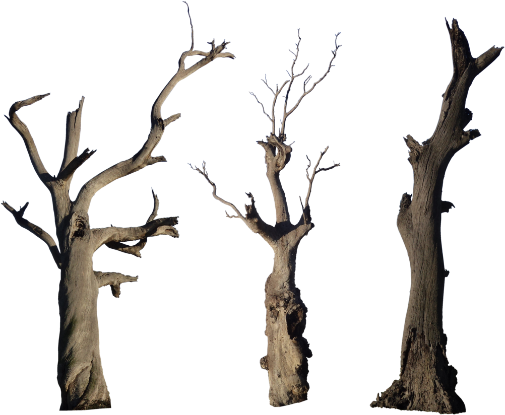 Tree Wood More Like Grooved Wood Texture Png Log Clker - Dead Tree Png, Transparent Png PNG with transparent background