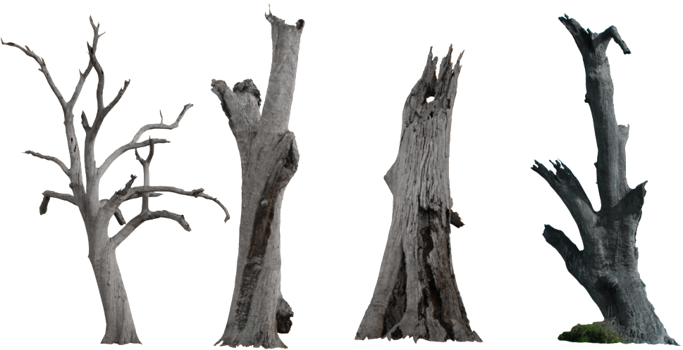 Transparent Trunk Clipart - Forest Dry Tree Png, Png Download PNG with transparent background
