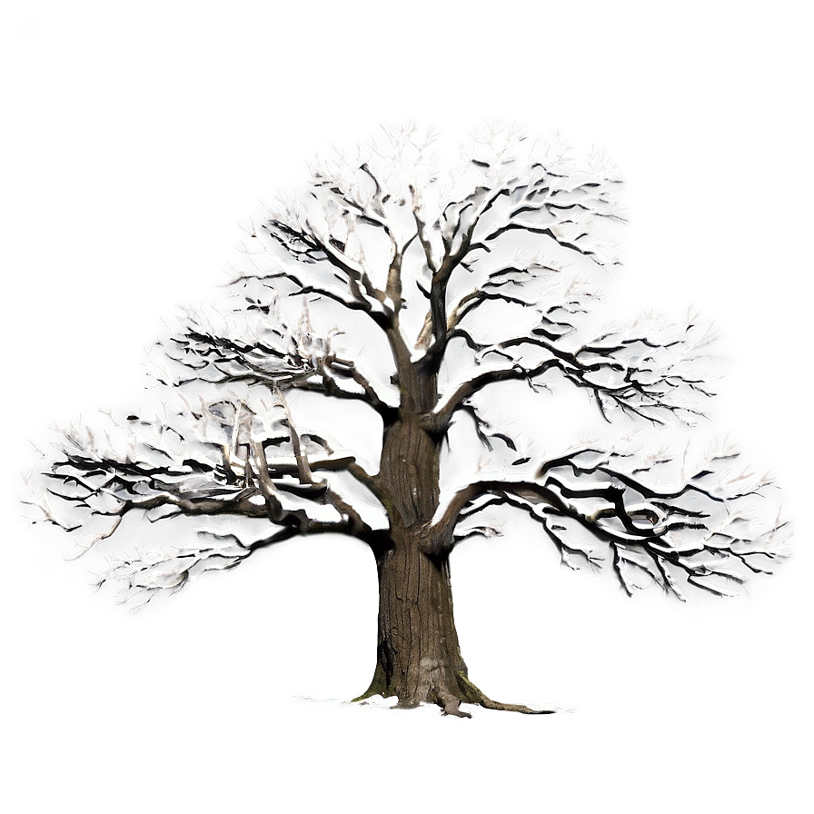 Bare Oak Tree Png 06282024