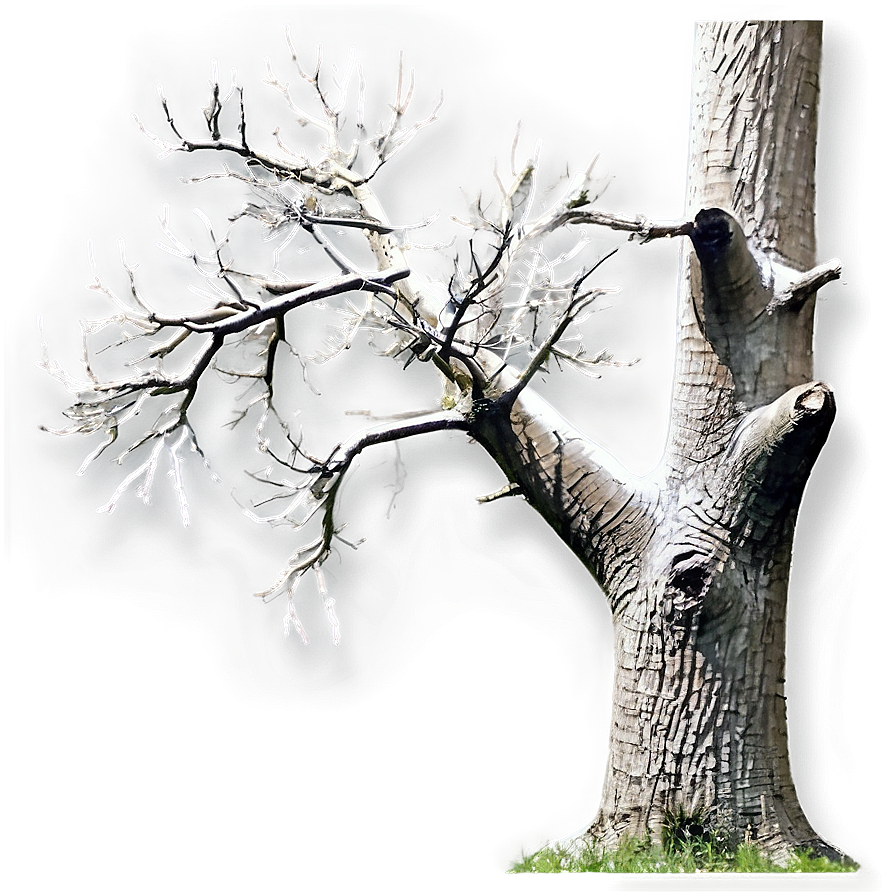 Bare Oak Tree Png 10