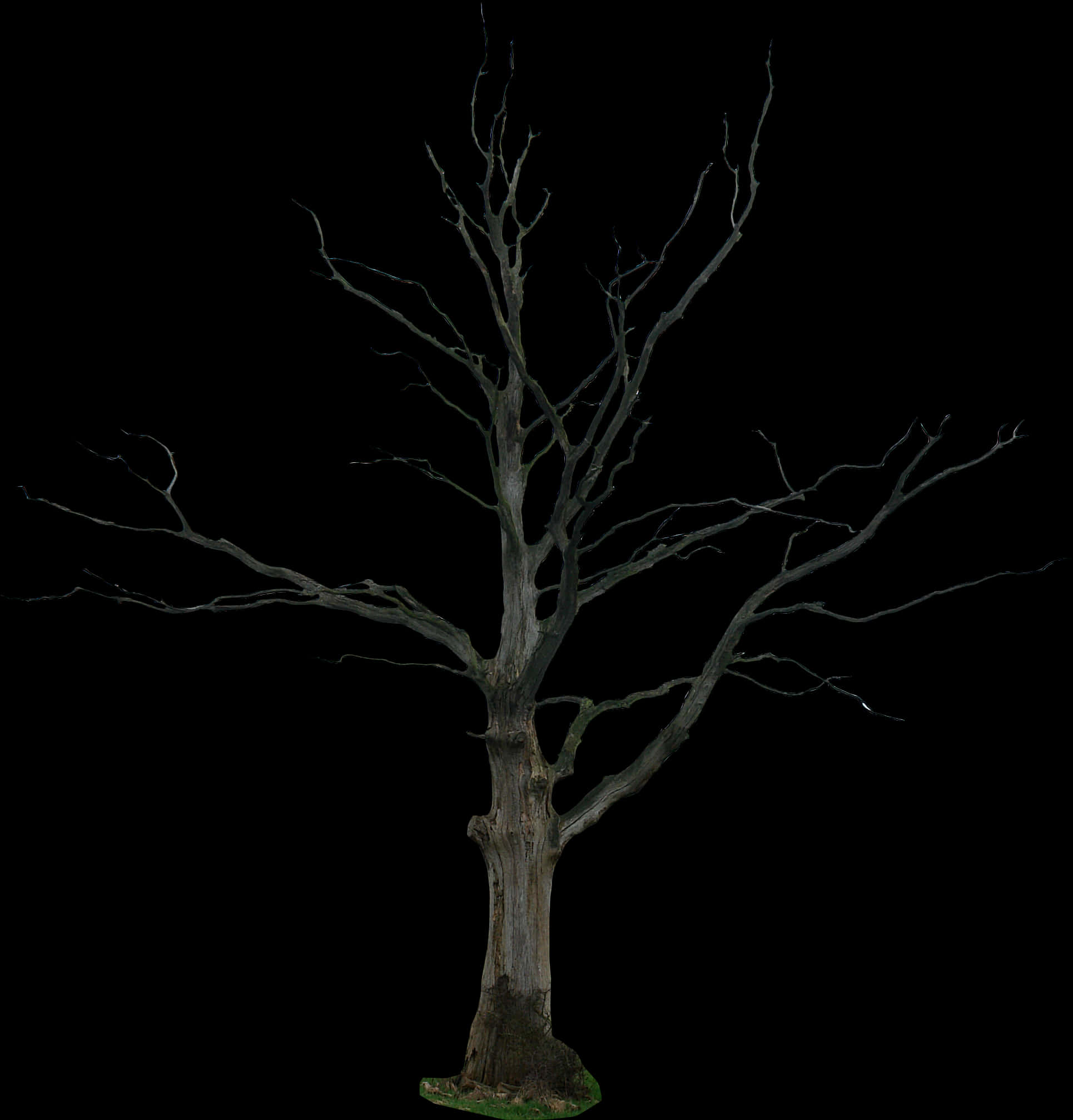 Bare Tree Against Night Sky PNG with transparent background